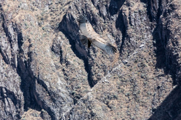 Condor flying  in Peru