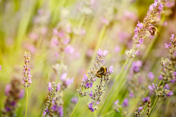 Lavender flowers in summer