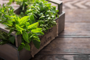 Mixed summer fresh herbs on rustic wooden background, copy space