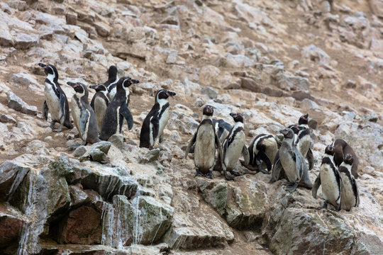 Ballestas Islands, Per&ugrave;