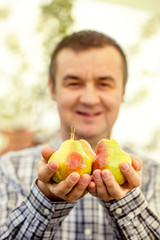 Fresh pears in hands