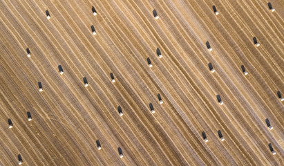 Golden corn field from above