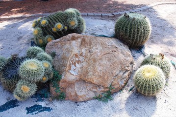 Nature du Sud-Est de la France : Fleurs et Cactus (Var- Côte d’Azur)