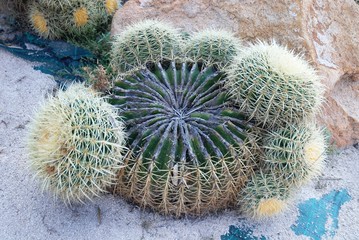 Nature du Sud-Est de la France : Fleurs et Cactus (Var- Côte d’Azur)