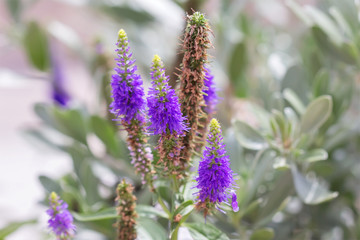 Veronica flowers purple. Wild medicinal plants. 