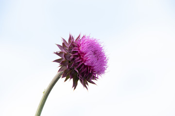Thistle flower 2