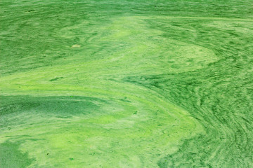 Algae swirl bright on water