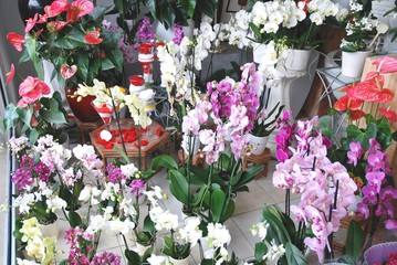 Marché de Boulouris : Fleuriste (Côte d’Azur-France)