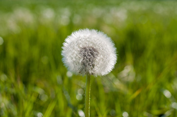 Dandelion