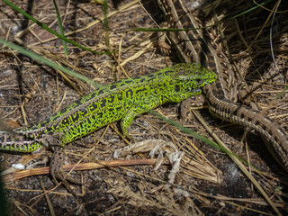 marriage games of two individuals of a lizard ordinary (Lacerta agilis) on the ground, covered with dry grass: a green male bites a brown female by the tail
