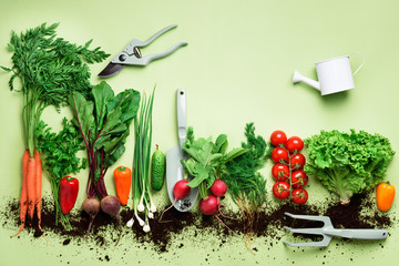 Organic vegetables and garden tools. Top view. Carrot, beet, pepper, radish, dill, parsley, tomato,...