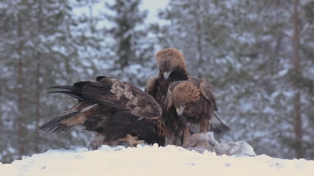 Three golden eagles feed on a frozen deer carcass, the fourth eagle lands down and join in with others