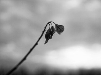 last year leaf on a tree