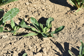 agriculture secheresse terre culture