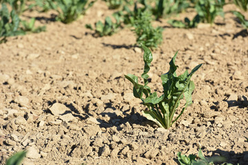 agriculture secheresse terre culture