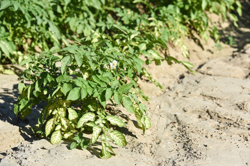 agriculture secheresse terre culture