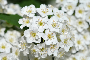 Reeves Spirea