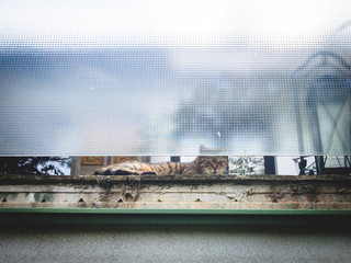 domestic cat sleeping on chiling on the balcony