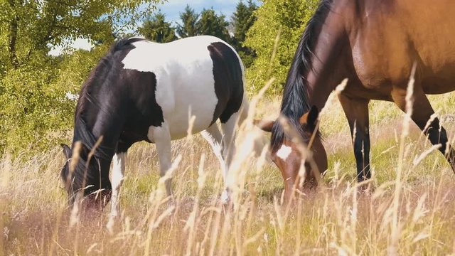 Beautiful Bay horse and overo piebald tobiano horse eating grass together on the field during summer day in 4K