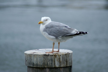 Silbermöwe (Larus argentatus) ruhend auf einem Holzpfahl, Osteseeküste, Insel Poel (Mecklenburg-Vorpommern)