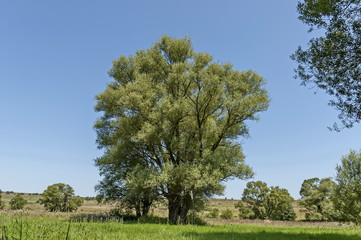 Landscape of summer nature with green glade, flower, forest and big White willow or Salix alba...