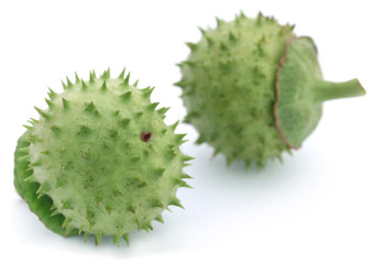 Medicinal Datura fruits