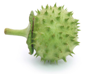 Medicinal Datura fruit