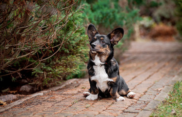 Autumn, on path under a Bush with the tree sits puppy Corgi cardigan