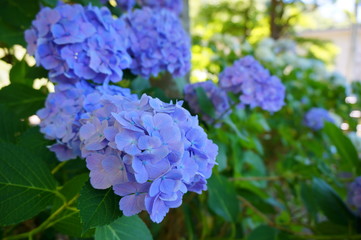 あじさい
