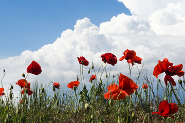 Amazing summer poppy field landscape against colorful sky and light clouds