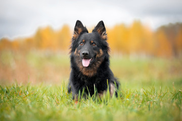 Autumn. A walking dog. Shepherd. Portrait in grass