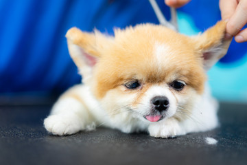 Groomer man haircut cute Pomeranian in hair service. Dog grooming, pet , beauty and business concepts.