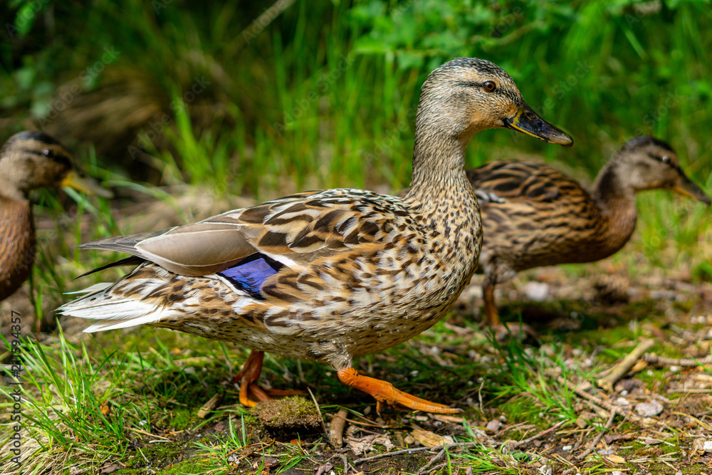 Wall mural Ducks