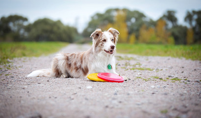 Border collie. Frisbee dog game