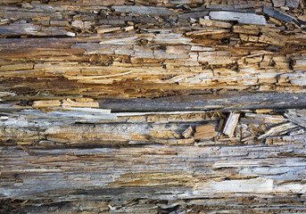 Rotten wood close up and its rotten splinters.