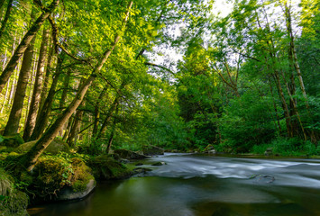 Obraz premium Peacful Forrest