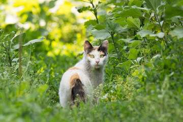 red cat on the grass