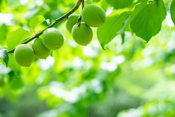 木になる梅の実