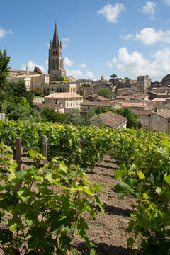 Vineyards at Saint Emilion city center, France
