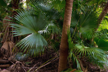 Branches of palms, trunks of palm trees in a tropical park. Scenic view.