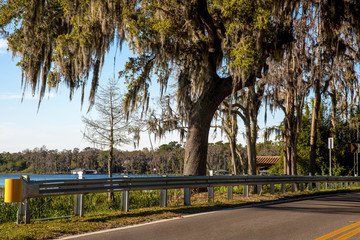 Trees along the road, covered with Spanish moss.
