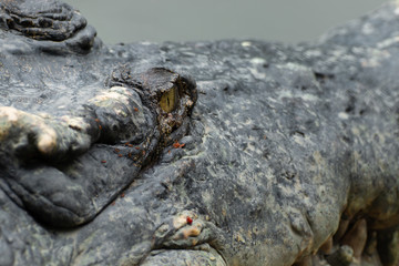 close up of a head crocodile