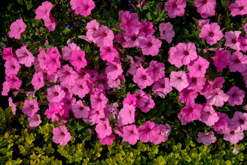 A petunia bush on a green background. Scenic view.