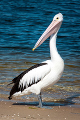 Fototapeta na wymiar Large Pelican on the beach near water