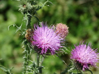 macro fiore