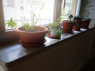 potted plants in a window sill
