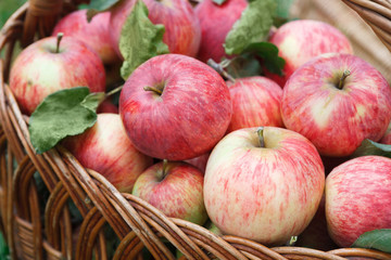 Basket with apples, autumn harvest background