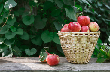 Basket with heap of apple harvest in fall garden