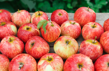 Sweet fresh ripe red apple harvest background