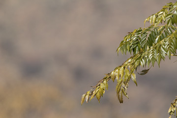 Green leaves hanging with grey background